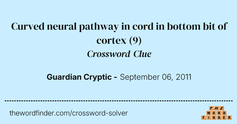 Curved neural pathway in cord in bottom bit of cortex crossword clue image