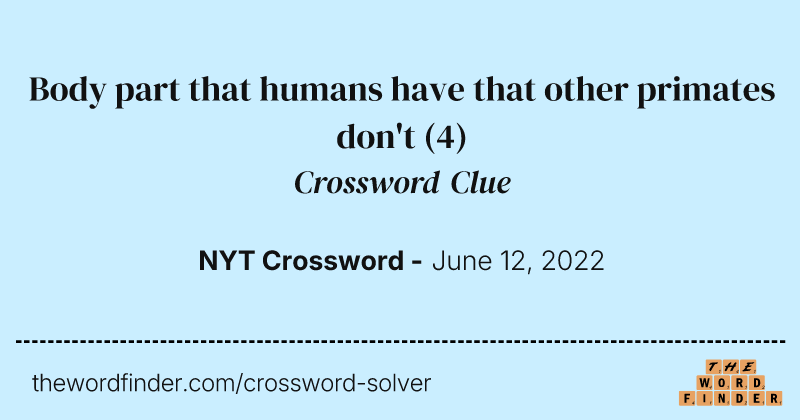 Body part that humans have that other primates don't crossword clue image