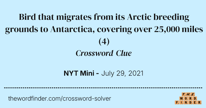 Bird that migrates from its Arctic breeding grounds to Antarctica, covering over 25,000 miles crossword clue image