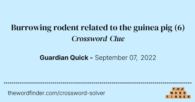Burrowing rodent related to the guinea pig crossword clue image