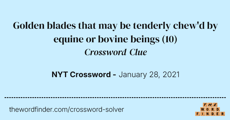 Golden blades that may be tenderly chew'd by equine or bovine beings crossword clue image