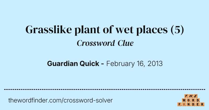 Grasslike plant of wet places crossword clue image