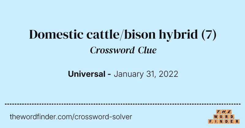 Domestic cattle/bison hybrid crossword clue image