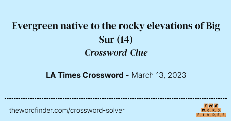 Evergreen native to the rocky elevations of Big Sur crossword clue image