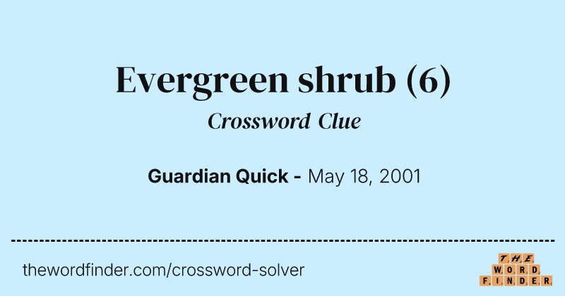 Evergreen shrub crossword clue image