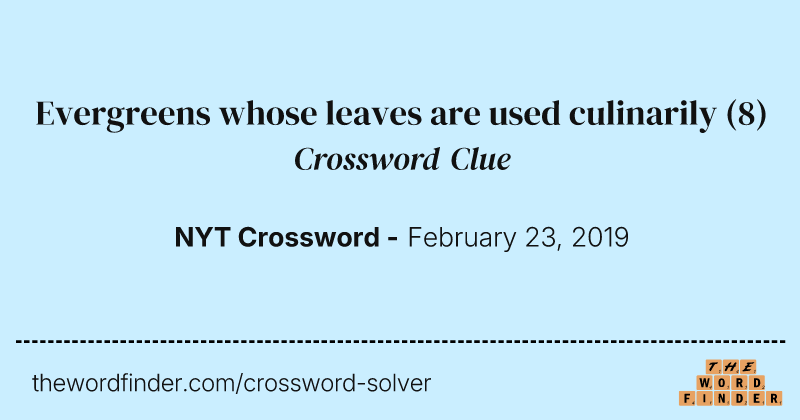 Evergreens whose leaves are used culinarily crossword clue image