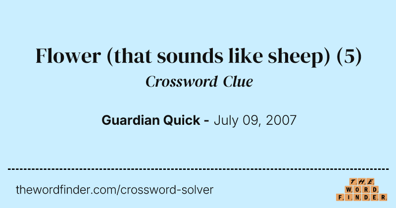 Flower (that sounds like sheep) crossword clue image