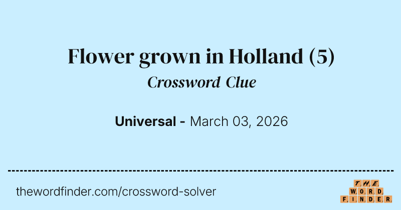 Flower grown in Holland crossword clue image