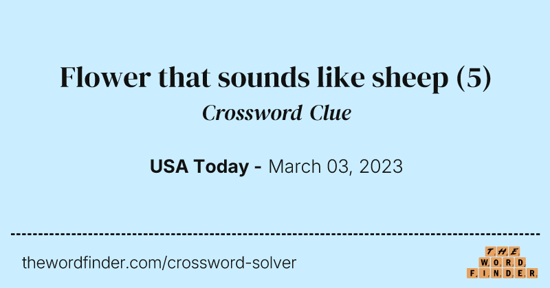Flower that sounds like sheep crossword clue image