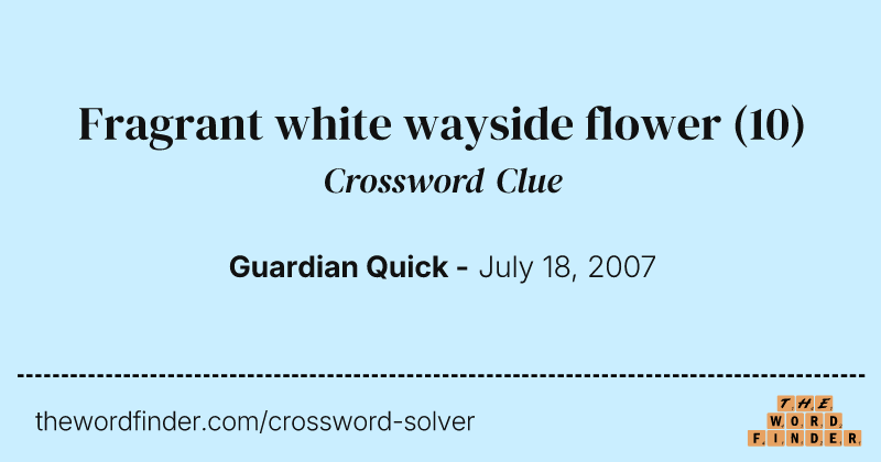 Fragrant white wayside flower crossword clue image