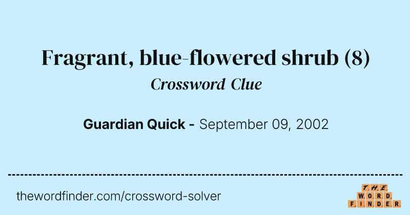 Fragrant, blue-flowered shrub crossword clue image