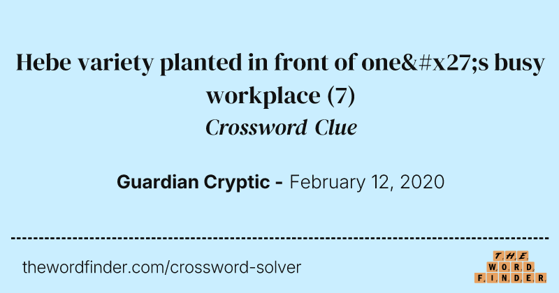 Hebe variety planted in front of one's busy workplace crossword clue image