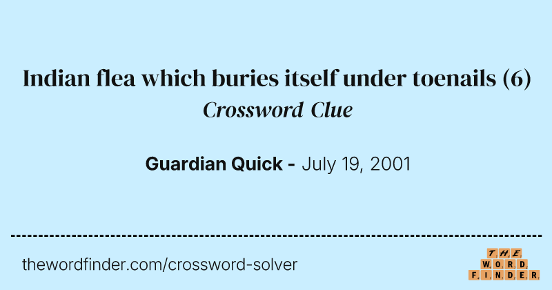 Indian flea which buries itself under toenails crossword clue image