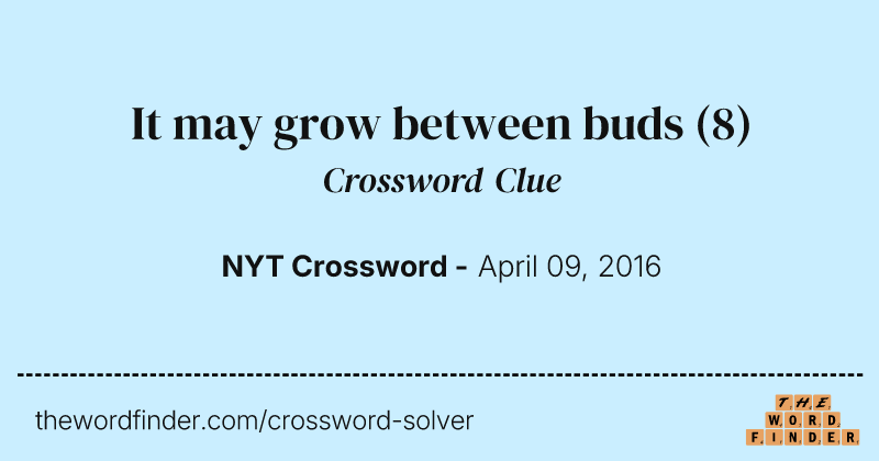 It may grow between buds crossword clue image