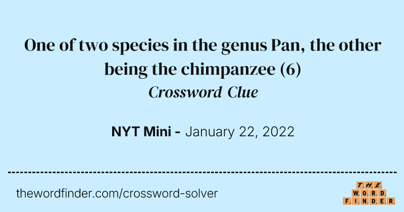 One of two species in the genus Pan, the other being the chimpanzee crossword clue image