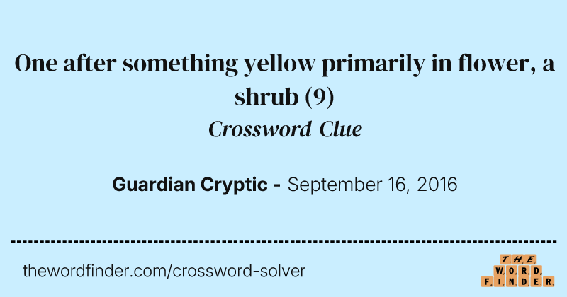 One after something yellow primarily in flower, a shrub crossword clue image