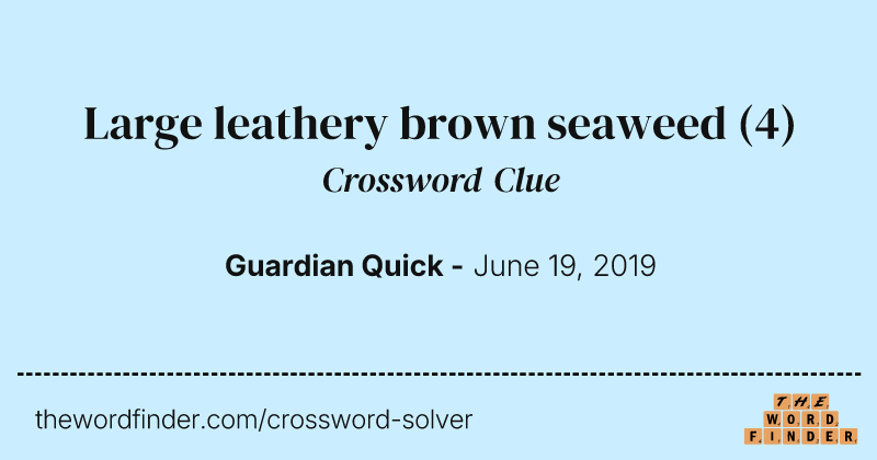 Large leathery brown seaweed crossword clue image