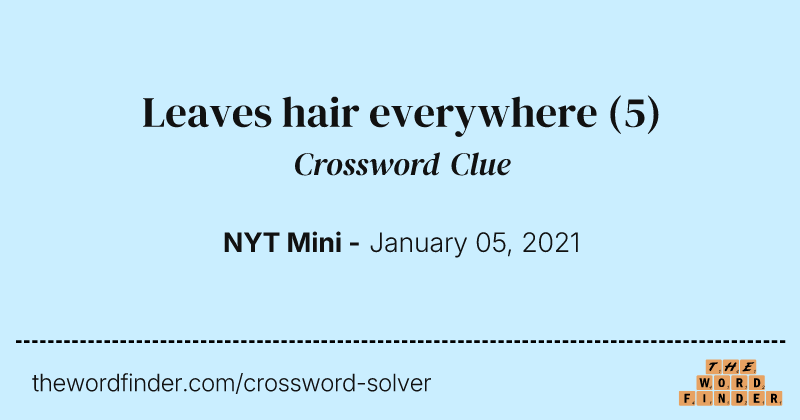 Leaves hair everywhere crossword clue image
