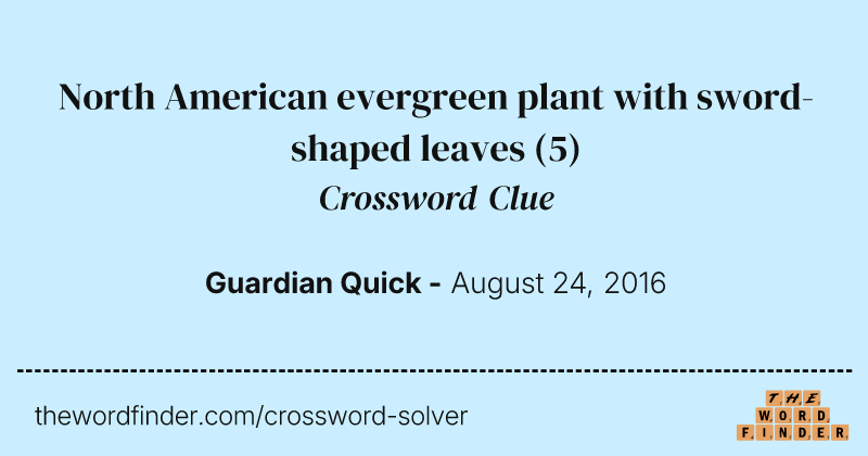 North American evergreen plant with sword-shaped leaves crossword clue image