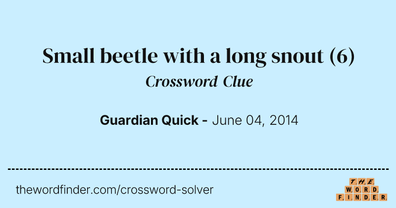 Small beetle with a long snout crossword clue image