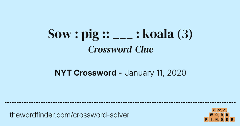 Sow : pig :: ___ : koala crossword clue image