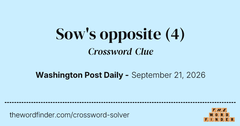 Sow's opposite crossword clue image