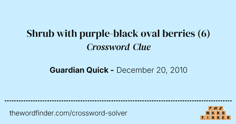 Shrub with purple-black oval berries crossword clue image