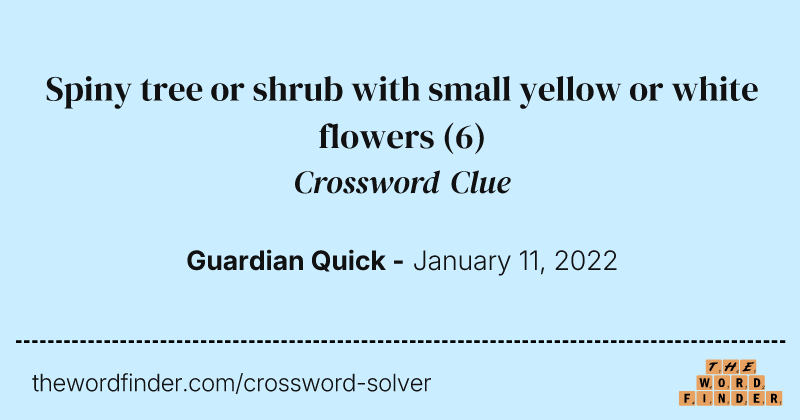 Spiny tree or shrub with small yellow or white flowers crossword clue image