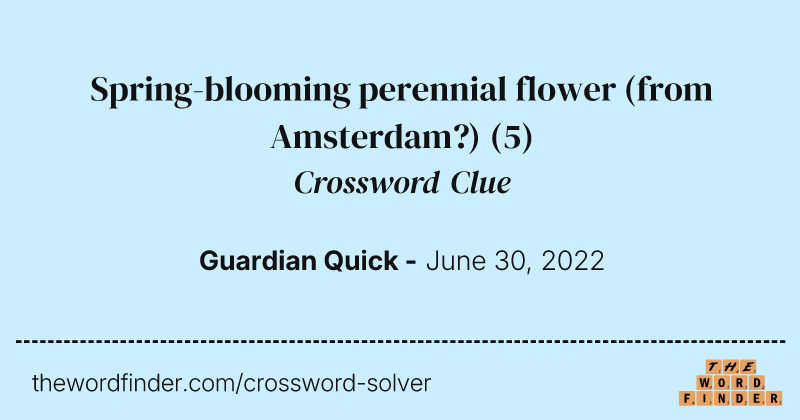 Spring-blooming perennial flower (from Amsterdam?) crossword clue image