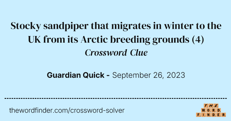 Stocky sandpiper that migrates in winter to the UK from its Arctic breeding grounds crossword clue image