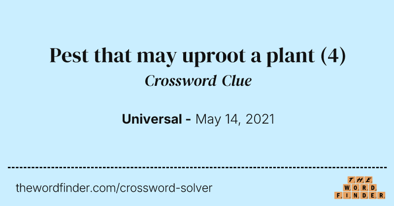 Pest that may uproot a plant crossword clue image