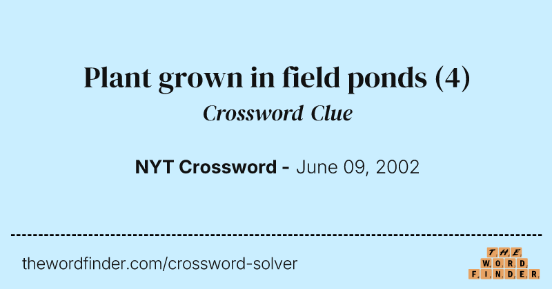 Plant grown in field ponds crossword clue image