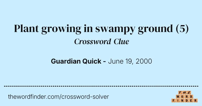 Plant growing in swampy ground crossword clue image