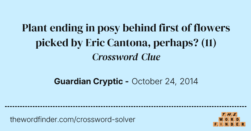 Plant ending in posy behind first of flowers picked by Eric Cantona, perhaps? crossword clue image