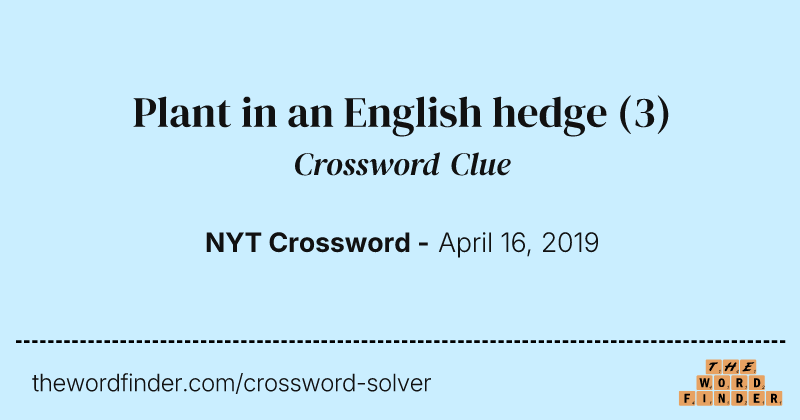 Plant in an English hedge crossword clue image