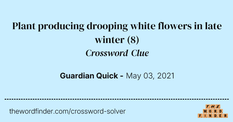 Plant producing drooping white flowers in late winter crossword clue image