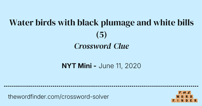 Water birds with black plumage and white bills crossword clue image
