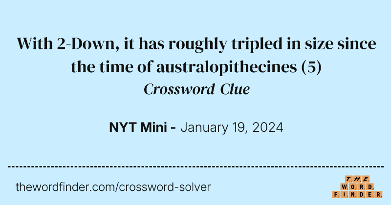 With 2-Down, it has roughly tripled in size since the time of australopithecines crossword clue image
