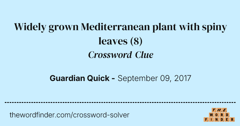 Widely grown Mediterranean plant with spiny leaves crossword clue image