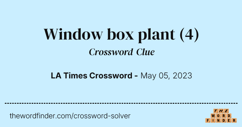 Window box plant crossword clue image