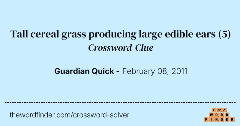 Tall cereal grass producing large edible ears crossword clue image