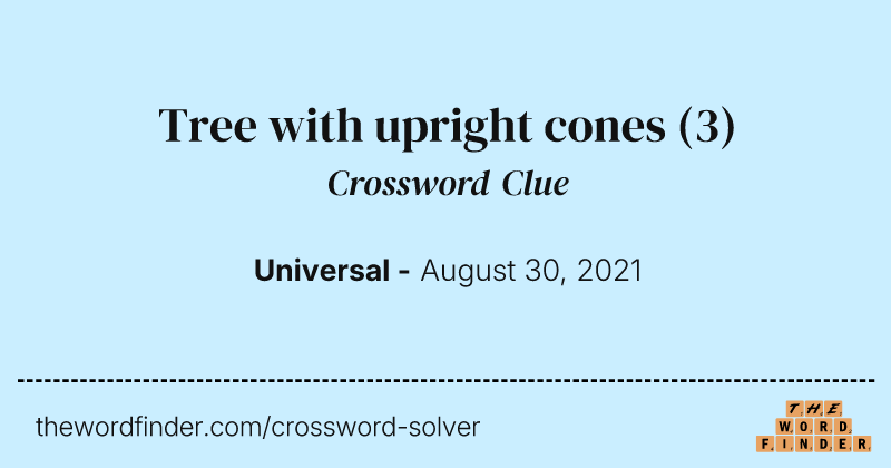 Tree with upright cones crossword clue image