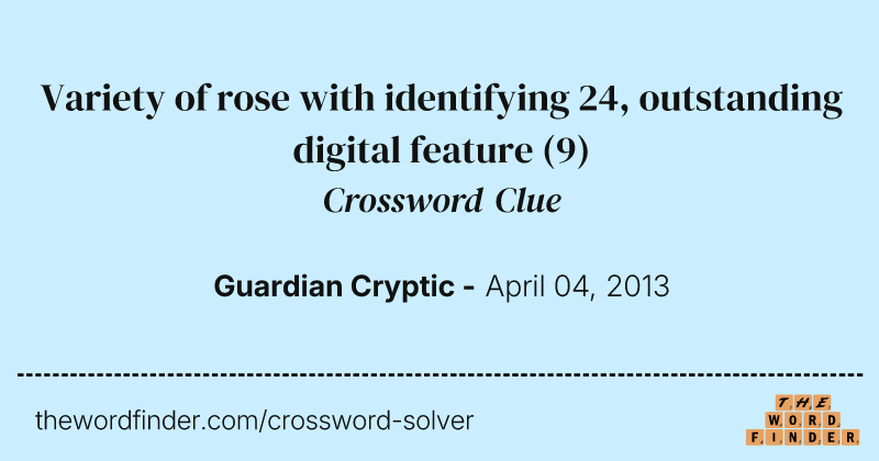 Variety of rose with identifying 24, outstanding digital feature crossword clue image