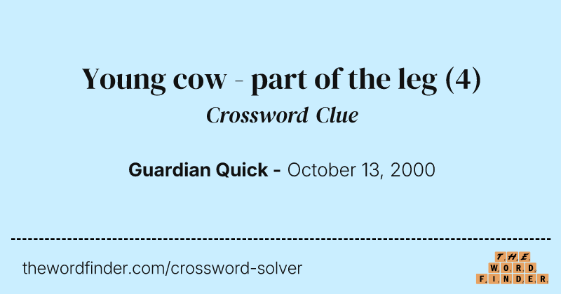 Young cow - part of the leg crossword clue image