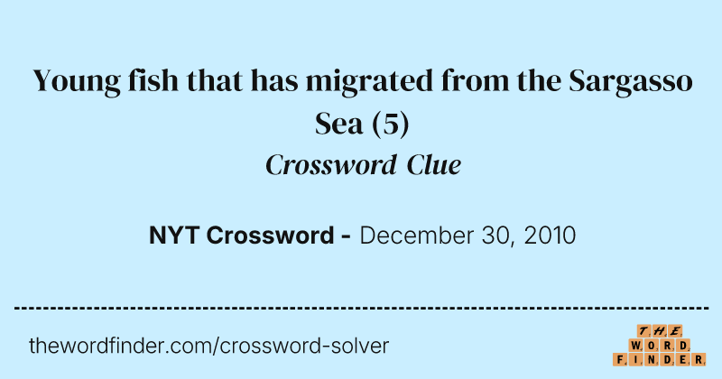 Young fish that has migrated from the Sargasso Sea crossword clue image