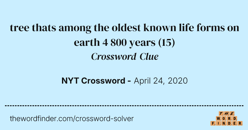 tree thats among the oldest known life forms on earth 4 800 years crossword clue image